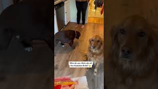 The Most Hilariously Cute Dog