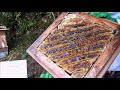 【趣味の養蜂】　日本ミツバチ　重箱式の採蜜  実施編。