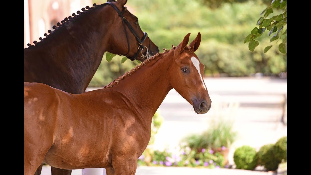 1. Holsteiner ONLINE-Fohlenauktion | Nr. 6 v. Comme il faut - Sandro Boy