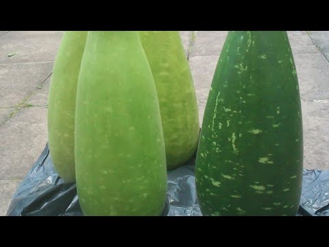 Shokher Bagan | My Best Year From Archives