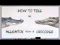 How to tell an alligator from a crocodile