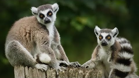 Zoo guardians (#1 Leo & Lucky)