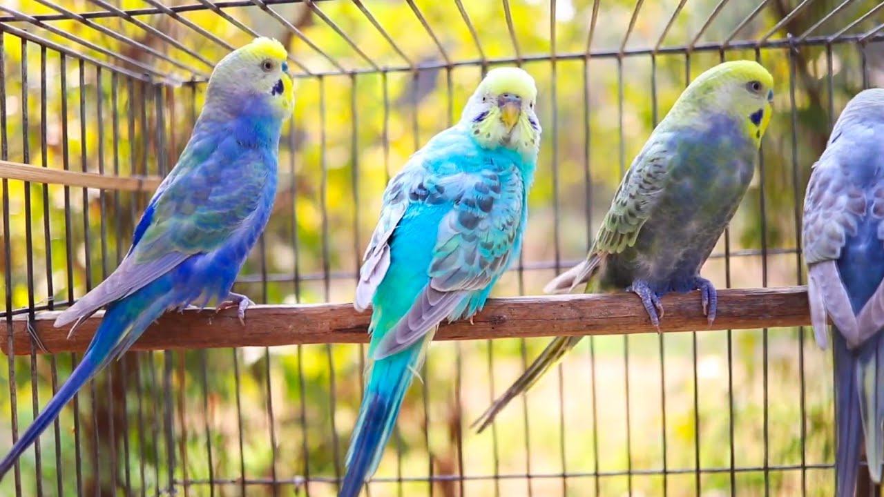 11 Hour Budgie Melodies to Cheer Up Lonely Birds