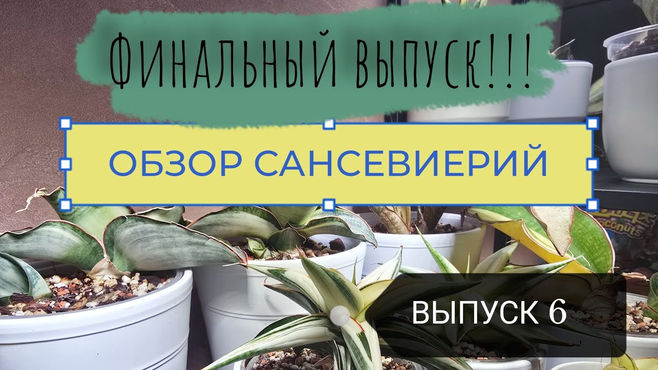 Обзор коллекции сансевиерии | Часть 6 | Финал. #sansevieria 