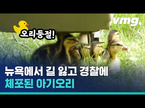 <strong>뉴욕</strong> 맨해튼 도심에서 경찰을 뒤따라 가는 <strong>엄마</strong> 오리의 사정 / 비디오머그