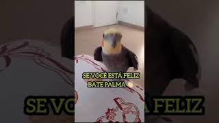 se você está contente da um sorriso!!! #calopsita macho feliz screenshot 2