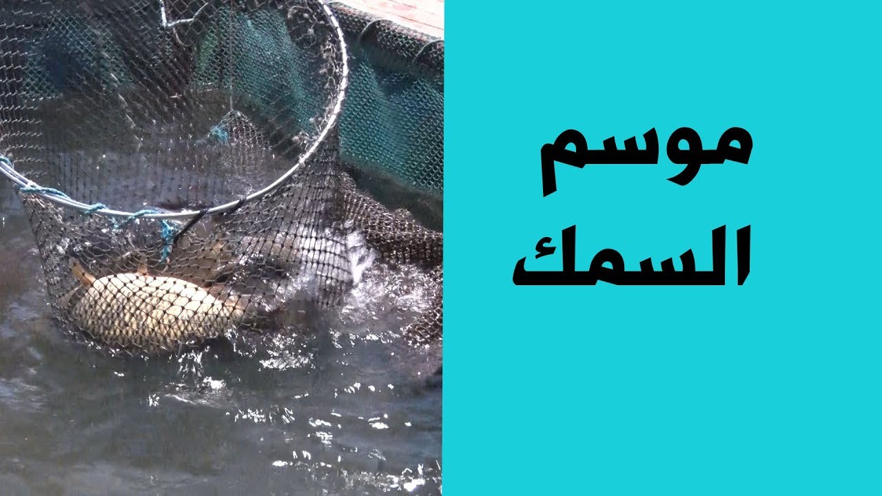 تربية الاسماك في الاقفاص العائمة