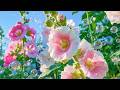 Soothing sound to calm down and relax - Healing Music for Anxiety Disorders
