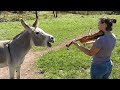 Donkey Loves Sound of Violin