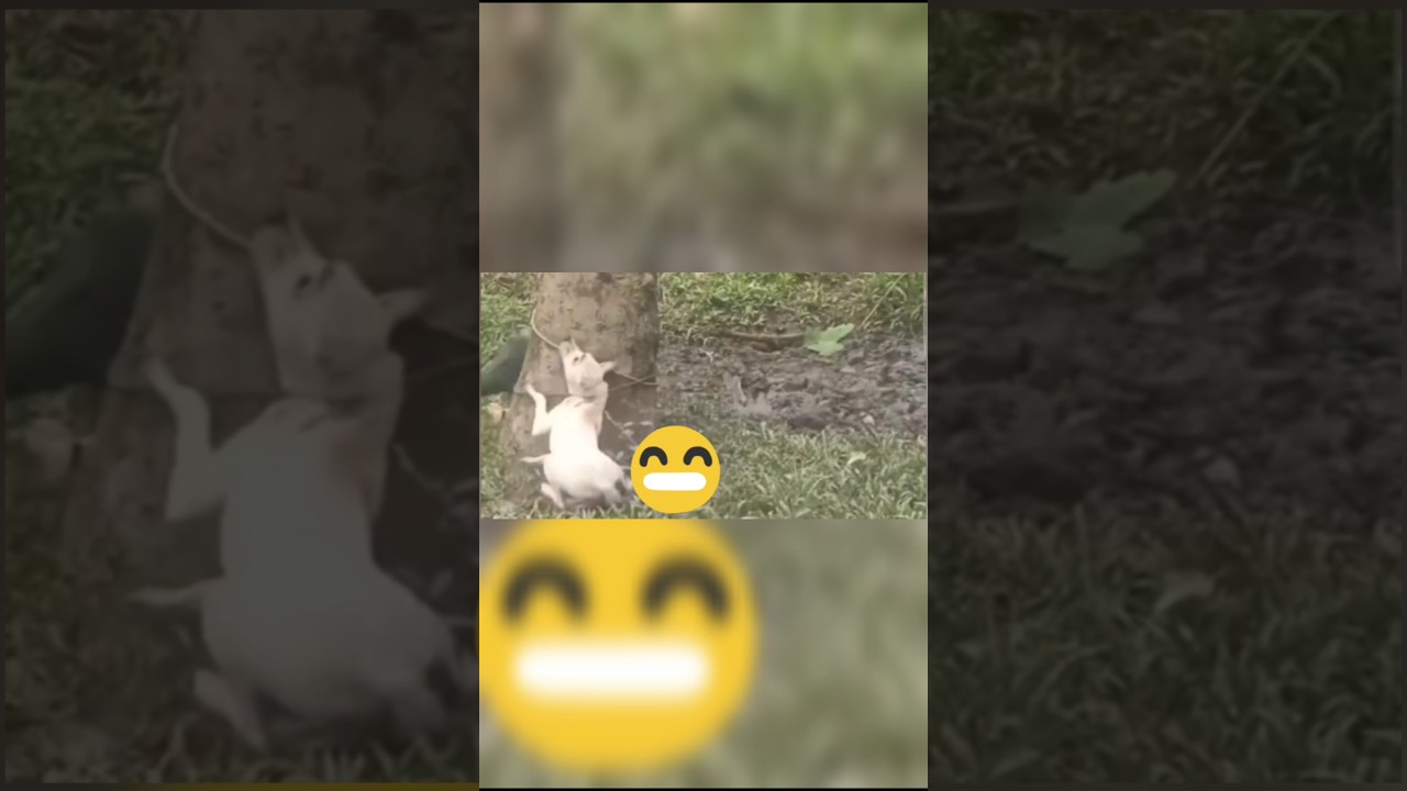 My hunting dog is in trouble 😭 