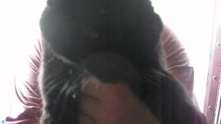 I AM BATCAT!