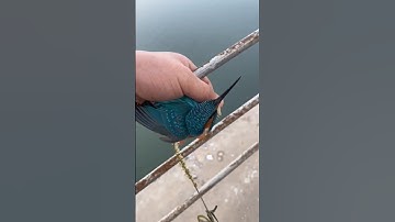 Hoe inspireerde een vogel het Japanse ontwerp van een hogesnelheidstrein? #feiten #dierenfeiten #...