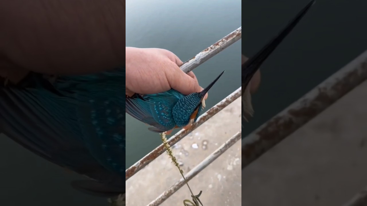 Как птица вдохновила японцев на создание сверхскоростного поезда? 