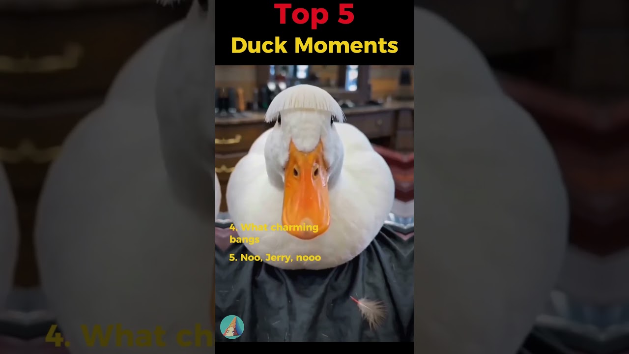 Top 5 Duck Moments