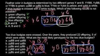 Advance examples of simple Mendelian genetics
