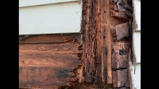 Signs of Termites Damage -  Protech Pest Control