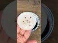 Как вырастить розмарин из семян