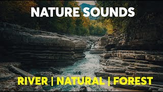 Nature Forest River Sounds | Forest Background HD 4K | Nature Relaxation
