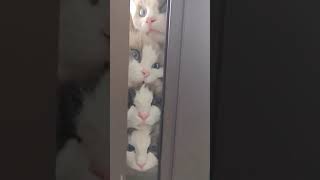 Cats Cat Shorts Kitten Viral