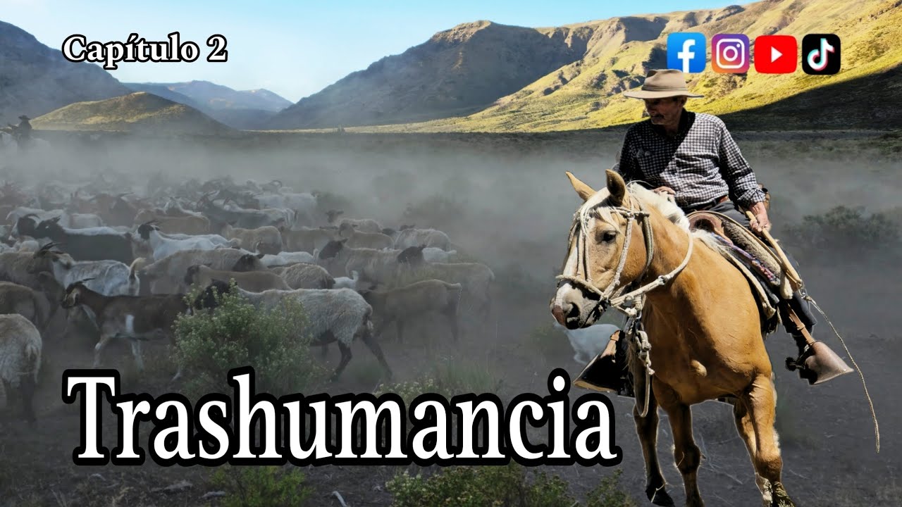 Arreo de Cabras y Ovejas a la Laguna El Dial Trashumancia en la Cordillera de la Región Del Maule