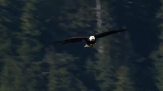 Biden signs a bill officially making the bald eagle the national bird of the US