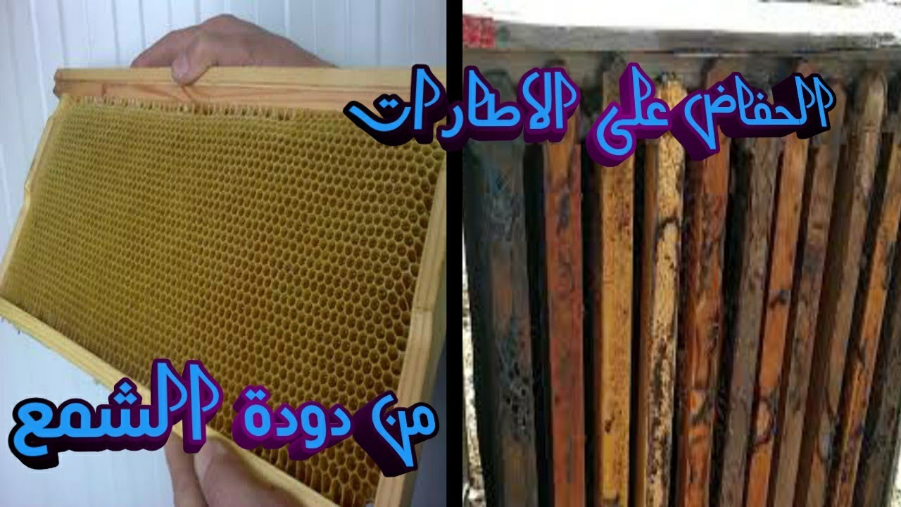 كيف تحافض على اطارات شمع النحل الممطوط لاستعمالها في الموسم المقبل