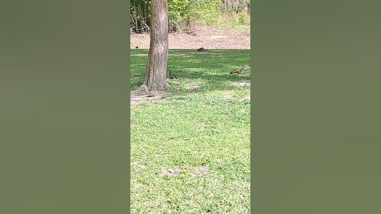 Squirrels invaded my yard YouTube