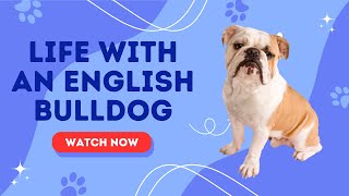 Life with an English Bulldog: What to Expect and How to Prepare