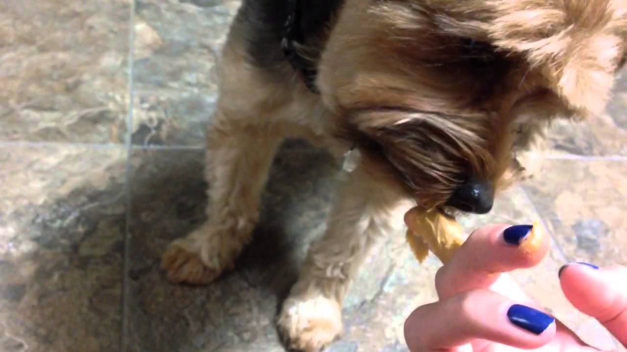 CUTE YORKIE EATS PEANUT BUTTER - YouTube