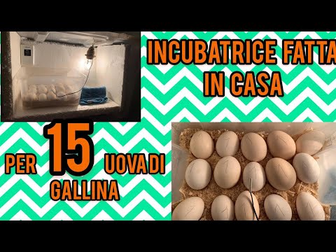 Video: Come Realizzare Un'incubatrice Per Uova Domestica?