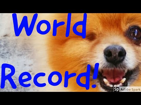pomeranian-handstand-(world-record)