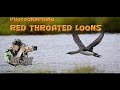 Red throated loons