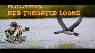 Red throated loons