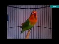 Download Video Lovebird Paud Ngekek Panjang