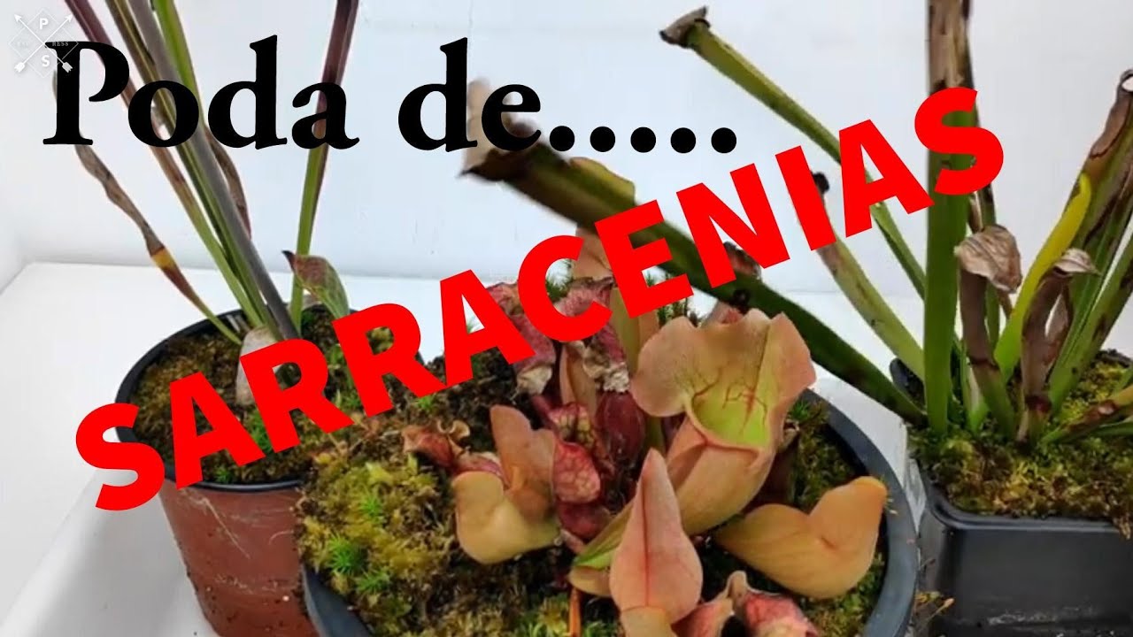 SARRACENIAS. PODA DE HOJAS VIEJAS DE ESTAS TRES PLANTAS CARNÍVORAS PARA PREPARARLAS PARA TRASPLANTE.