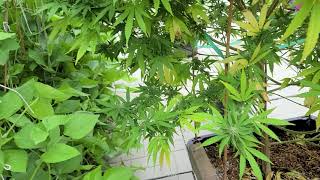 Outdoor Cannabis Grown in Ontario 2020 ep.6 Flower update week 3 and pm issues fix. Did it work?