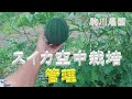スイカ空中栽培　管理　目指せ100品目　邑南町　駒川農園　21.7.9