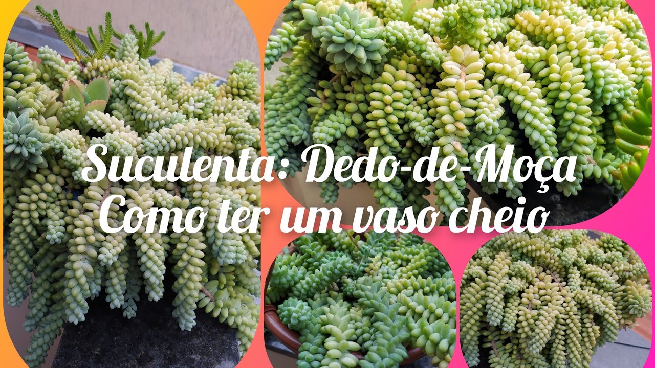 Suculenta:Dedo-de-Moça/Quer ter um Vaso cheio, Esse é o segredo!...