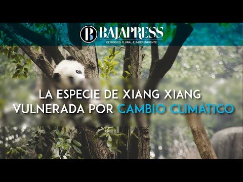 Xiang Xiang, una panda gigante vulnerada por el cambio climático