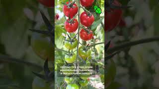 ОГОРОД ВЗОРВЕТСЯ УРОЖАЕМ! Первая важная подкормка всей рассады. Усилители любых удобрений.