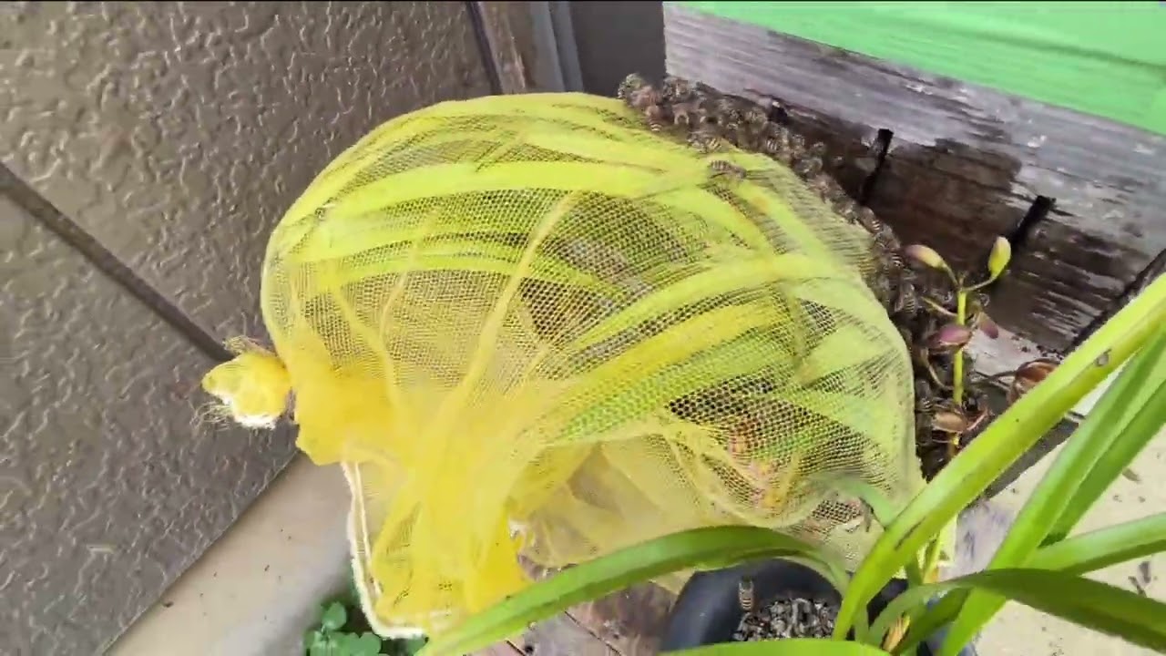 May 8, 2026: Japanese honeybee swarming - honeybees have arrived