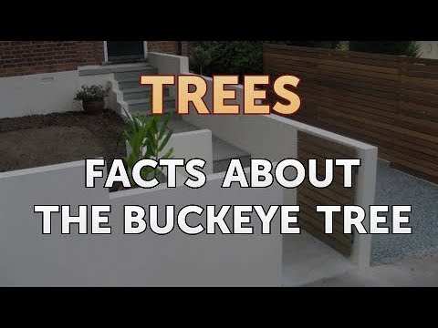 Video: California Buckeye Faktları - Böyüyən California Buckeyes haqqında məlumat əldə edin