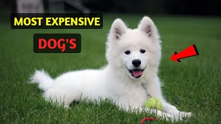 🐶 MOST EXPENSIVE DOG'S IN THE WORLD. 🐕 #shorts #dog #facts #animals #love screenshot 4