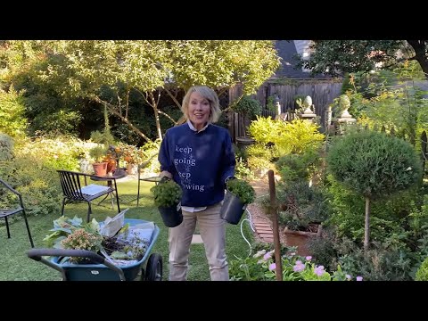 Video: Fall Decor: Save and Plant Your Mums