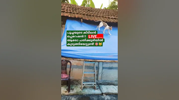 Video 10981701: cat funny animal talking, cat animals lover funny, cat living