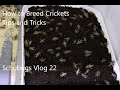 How To Breed Crickets / Tips and Tricks / Schubugs Vlog 22