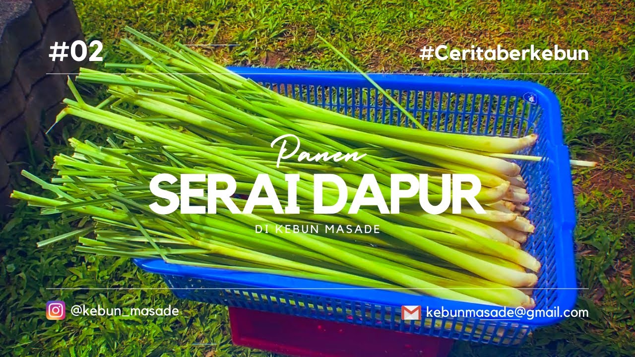 PANEN SERAI DI KEBUN MASADE 