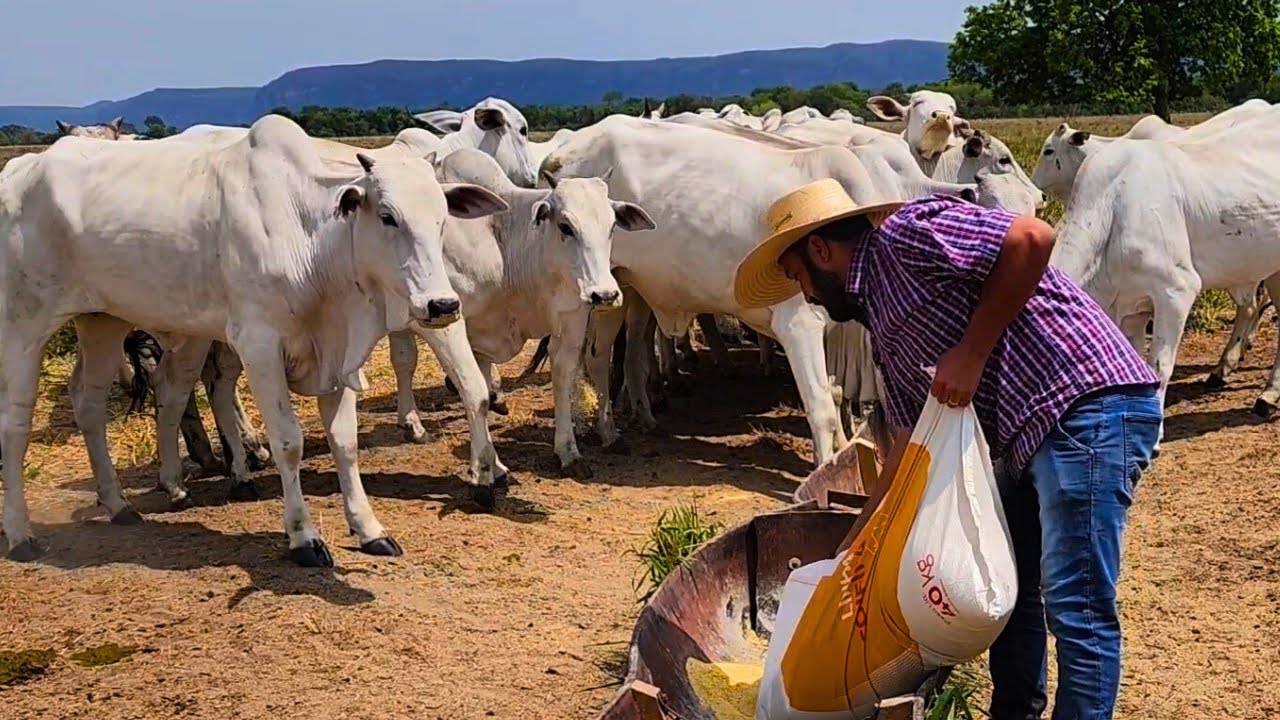 Qual a Frequencia do Trato com Proteinado para Bovinos de Corte?