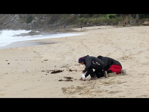 Voluntarios continúan organizándose en las playas gallegas para limpiar el vertido de plástico