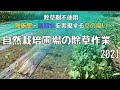 自然栽培に於ける草の役割〜無施肥・無潅水を実現する夏の除草作業〜【自然栽培・家庭菜園】
